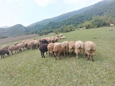 mal qoyun: Quzu, Erkək, ay: 6, Damazlıq, Ətlik, Ünvandan götürmə