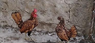 карликовый пудель цена: Курица, Для яиц — 3