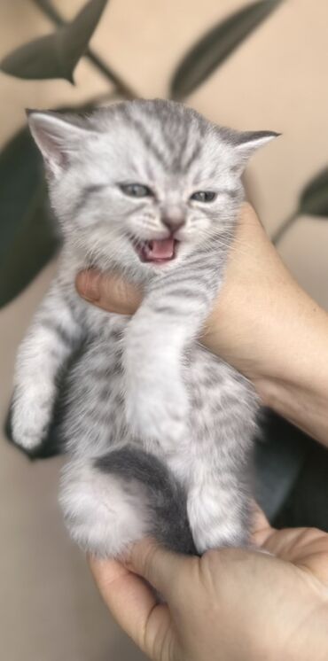 Pişiklər: Şotland — 21