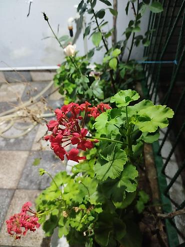 geran gulu: Qırmızı sardunya (Pelargonium) – dekorativ çiçəkli bitki - Parlaq — 1