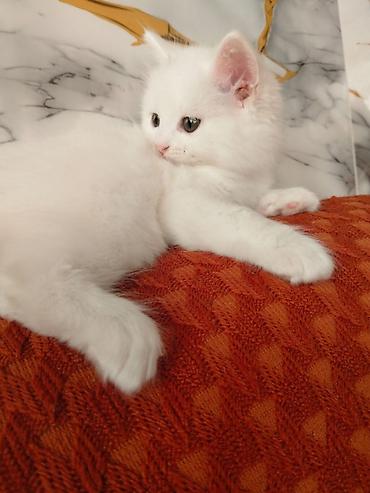 Кошки: Məhsul: Pişik balaları Təsvir: - Şəkillərdə iki fərqli pişik balası — 2
