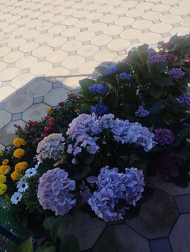 Другие садовые цветы и кустарники: Садовый центр/питомник растений и товаров для сада - Широкий выбор — 2