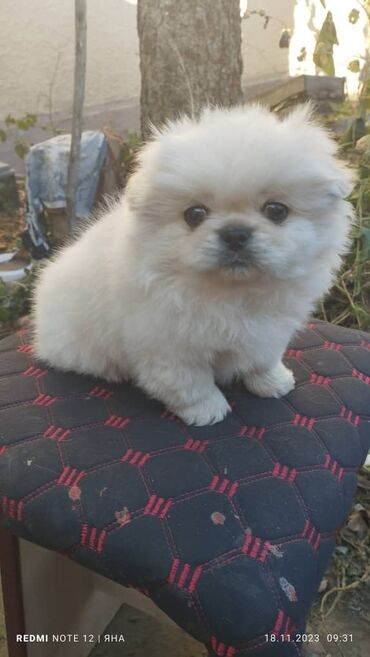 милые животные: Продаётся чистокровный щенок породы пекинес, девочка цена 2500 торг