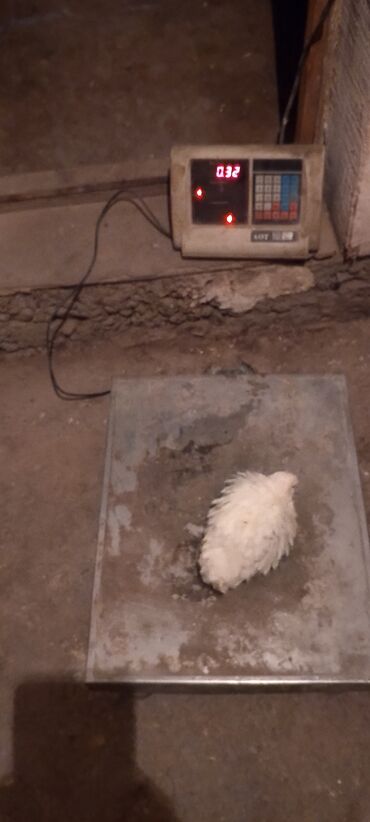 Куры, петухи: Продаю | Инкубационные яйца | Для разведения — 9