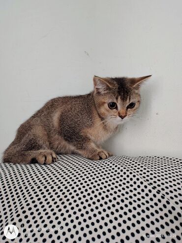 Pişiklər: Britan, Erkək, Yaxşı əllərə, Ünvandan götürmə — 5