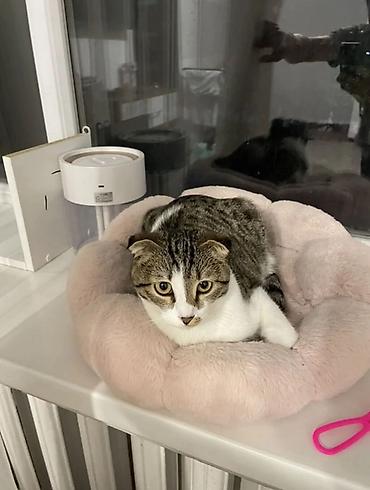кошка веслоухий: Шотландская вислоухая кошка (скоттиш-фолд) Отдам даром за хорошие — 3