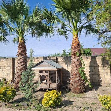 Ağaclar: Vaşinqton palma ağacları bütün ölçülər mövcuddur. 100 fayiz zemanet — 5