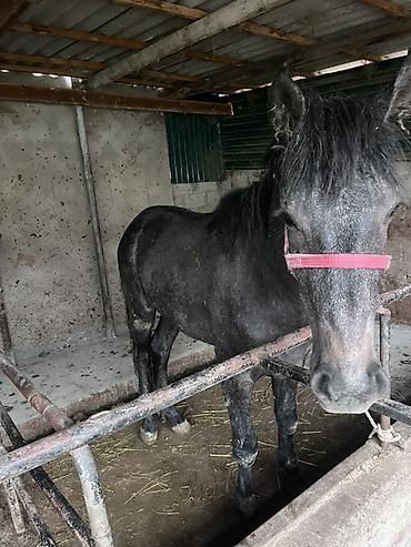 Лошади, кони: Продаю | Конь (самец) | Рабочий — 6