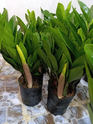 кызыл кыя диван: Комнатные растения в горшках: - Замиокулькас (ZZ plant): плотные
