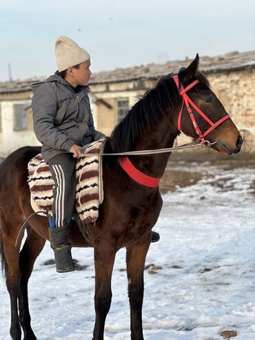 английский лошадь: Продаю | Жеребенок | Английская | Конный спорт | Мерин