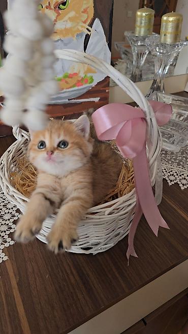 Pişiklər: Şotland — 12