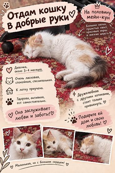 Табылган жана жоголгон мышыктар: Породасыз, 4 айлык, Ургаачы, Аргын — 1