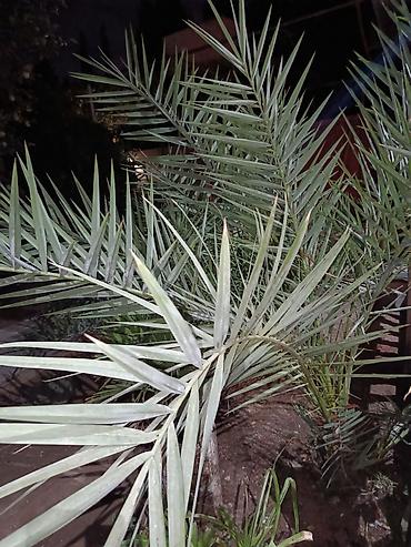 Ağaclar: Xurma,Palma. hündürlüyü 2m yuxarı qiymət 300 azn — 1
