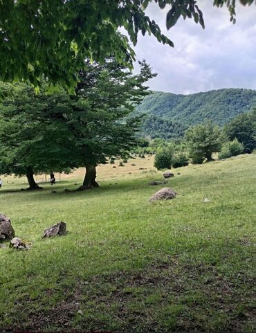Bıçaqlar: Təmizlik menceri işi axdariram gece simeni və isdirahət günü olsun