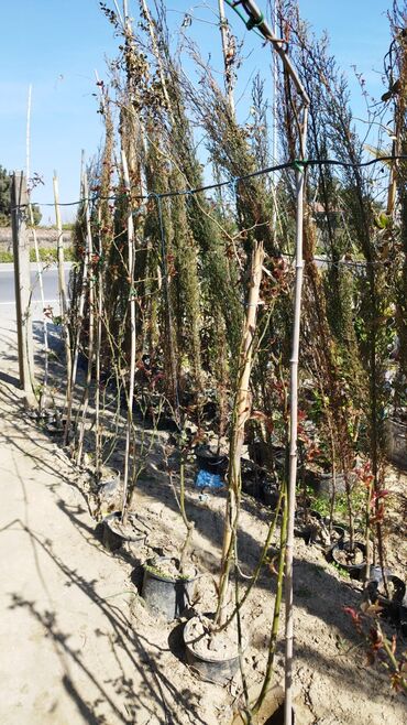 Ağaclar: Xan cinar 3metir 4 metrlik 15 azin çox alsaz mzakire olunacaq — 15