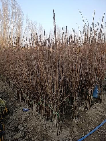 Другие декоративные деревья: САЖЕНЦЫ ОПТОМ — БОЛЬШОЙ ВЫБОР И ВЫГОДНЫЕ ЦЕНЫ! 🌿 В наличии все виды и — 1