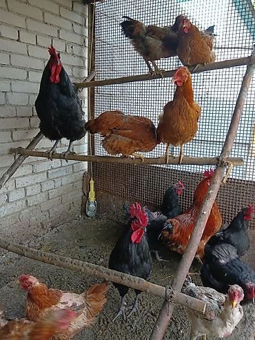 Птицы: Продаю — 7