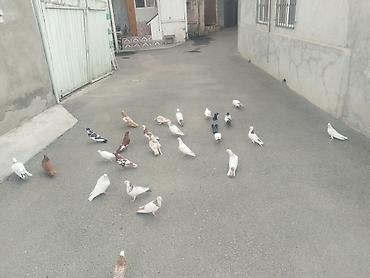 Quşlar: 27 quş satılır 140 manat gəncə təcili — 10
