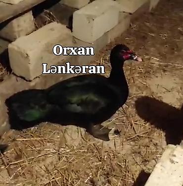 ördək balası və cücə: Salam, Təmiz Cins Amerikan sortu lal ördək balalarının və yumurta — 5
