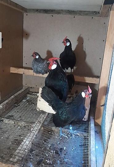 sort toyuqlar: Toyuq, Damazlıq — 3
