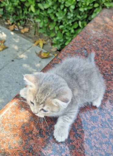 Pişiklər: Şinşilla, Erkək, Yaxşı əllərə -da lalafo.az — 12 Pişiklər: Şinşilla, Erkək, Yaxşı əllərə — 12