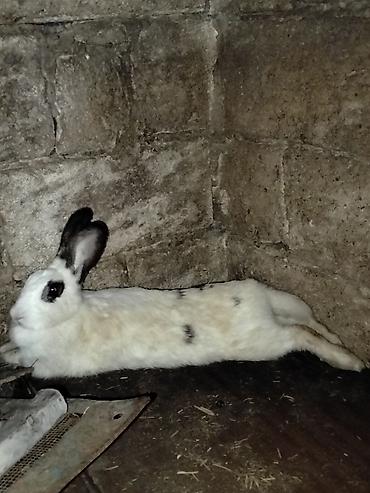 dovşan velikan: Ağ-qara naxışlı dovşan - Rəng: ağ tüklər üzərində qara ləkələr — 1