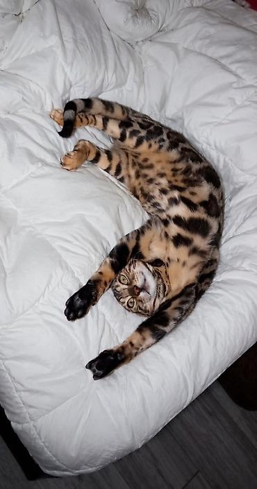 Pets & Animals: Registrovana odgajivačnica MMaestro_bengal ponosno predstavlja dva — 5