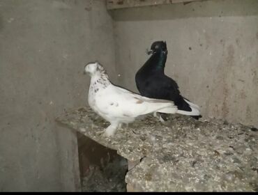 goyercin satisi: Salam aleykum bir cüt quş satılır bala veren quşlardi mayası uçan