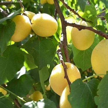 уголь каракече бешсары шабыркуль каражыра доставка бишкек купить фото: Абрикосы Королевский, В розницу