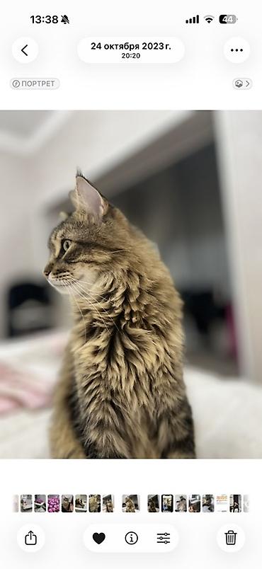 Кошка даром: Мейн-кун, 5 лет, Мальчик, Кастрирована, Приучена к лотку, С прививками