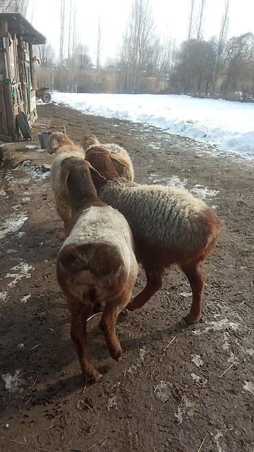 Баран, овца: Продаю | Овца (самка) | Романовская | Для разведения | Ярка — 9