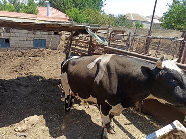 tap az inekler: Erkək, Holsteyn, Simental, il: 2, 380 kq, Damazlıq, Ətlik, Ünvandan götürmə