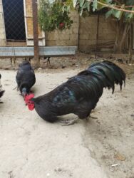 cins pişik satışı: Курица, Australop, Для разведения, Самовывоз