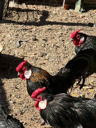 Птицы: На продажу Оптом Количество 22 штуки. Яйца несут. Возраст прошлого — 10