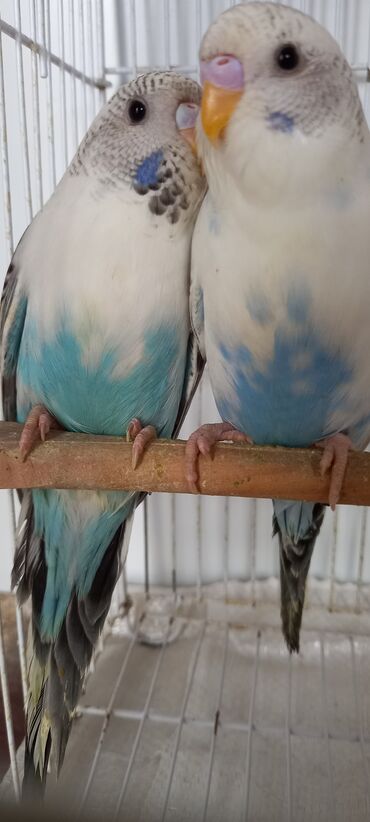 Tutuquşları: Cox gozel texas cinsi tutuquslar satilir bunlar ele bele valnist deyil — 11