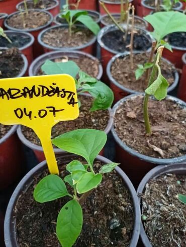 Ostale kućne biljke: Ožiljene bogumile po 900 — 6