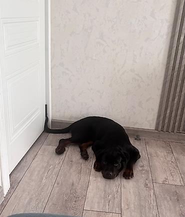 İtlər: Rotveyler, 5 ay, Erkək, Peyvəndli — 1