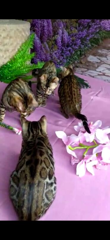 Продажа кошек: Бенгальские котята Проф.Питомник Бен Гла Мур предлагает.чудесных — 20