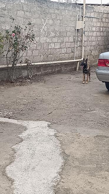 i̇t afcarka: Belçika çoban iti, 8 ay, Dişi — 3
