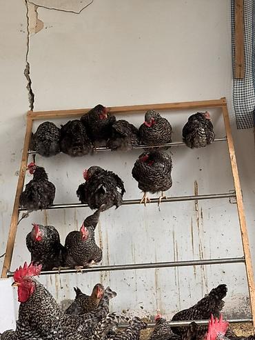 Toyuqlar: Toyuq, Damazlıq, Ödənişli çatdırılma — 7