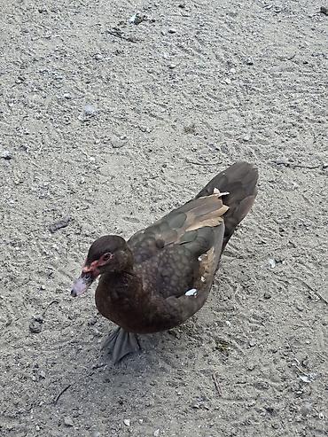 keci: Muscovy (indoutka) ördəyi – qəhvəyi rəngli, bədənində ağ ləkələr — 2
