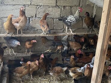 cins ineklerin satisi 2018: Salam sağlam colpalar satlır sağlam heyvanlardı əsill kəsilib yeməli