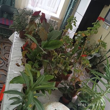 Другие комнатные растения: Разные цветы от 50сомов
