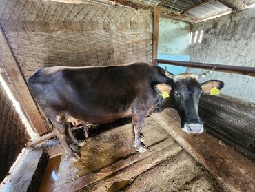 прадаю карову: Продаю | Корова (самка) | Алатауская | Для молока | Стельные