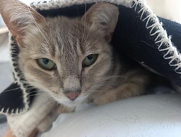 Другие услуги: 🐾 Лапки под присмотром — забота, как для своих.🐾 Я няня для ваших — 9