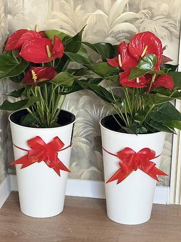 антуриум купить: Антуриум (Anthurium andreanum) в декоративном кашпо - Яркие — 2