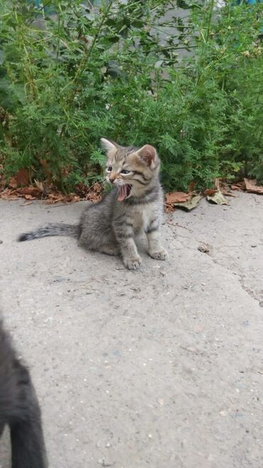 чёрный кот: Отдам котят в добрые и заботливые руки.❤️ Котятам 2 месяца. Родились