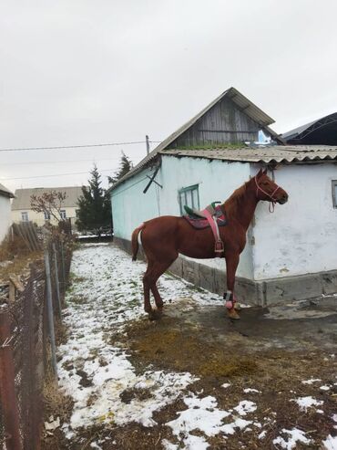 собака доберман: Продаю | Жеребец | Английская | Для разведения, Конный спорт | Осеменитель