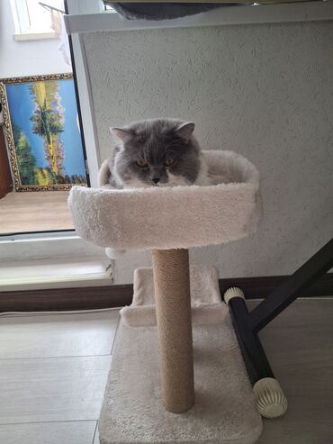 шотландская вислоухая голубая кошка: Кошка даром: Скотиш Страйт (Шотландская прямоухая), более 5 лет, Мальчик, С документами, С прививками, Приучена к лотку