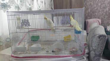 Pişiklər: Məhsul: Nimfa (Cockatiel) cütü (2YAŞ) və qəfəs dəsti - Geniş metal